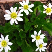 Marsh-Marigold.jpg