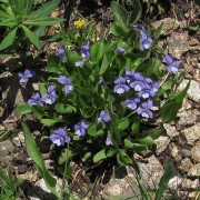 Mountain-Blue-Violet.jpg