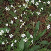 Mouse-Ear-Chickweed.jpg