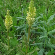 Parry-Lousewort.jpg