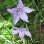 Parrys-Harebell.jpg