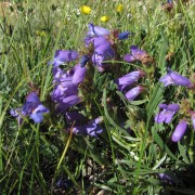 Penstemon.jpg