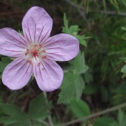 Pineywoods-Geranium.jpg