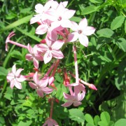 Pink-Gilia.jpg