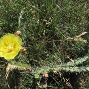 Prickly-Pear-Cactus-2.jpg
