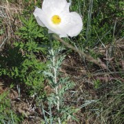 Prickly-Poppy.jpg