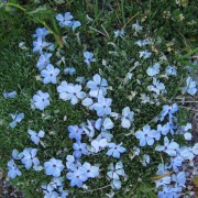 Purple-Rocky-Mountain-Phlox.jpg