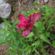 Rosy-Paintbrush.jpg