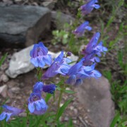Rydberg-Penstemon.jpg