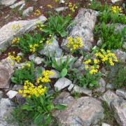 Rydbergs-Arnica.jpg