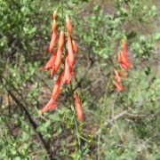 Scarlet-Bugler.jpg