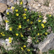 Shrubby-Cinquefoil.jpg