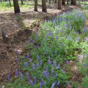 Silvery-Lupine-2.jpg