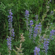Silvery-Lupine.jpg
