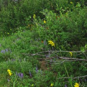 Sunflower-Lupine.jpg