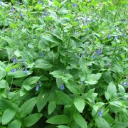 Tall-Chiming-Bells.jpg