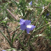 Western-Spiderwort.jpg