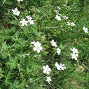 White-Geranium.jpg