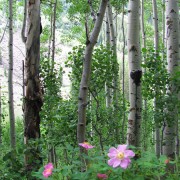 Wild-Rose.jpg