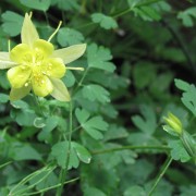 Yellow-Columbine.jpg