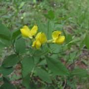 Yellow-Pea.jpg