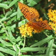 IMG2902.jpg