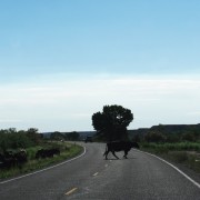 IMG3480.jpg