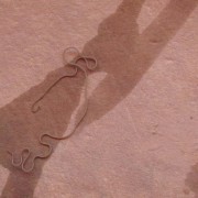 IMG3536.jpg