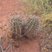 IMG3633.jpg