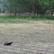 IMG3768.jpg