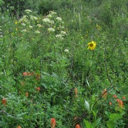 IMG3849.jpg