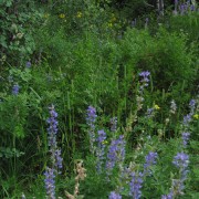 IMG3850.jpg