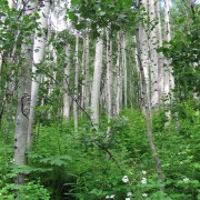 IMG3885.jpg