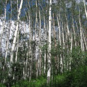 IMG3888.jpg