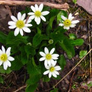 IMG3925.jpg