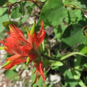 IMG3951.jpg