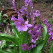 IMG4211.jpg