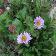 IMG4295.jpg