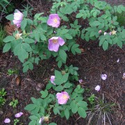 IMG4331.jpg