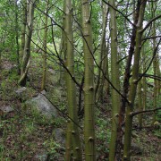 IMG4372.jpg