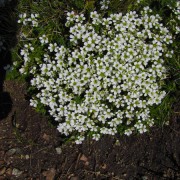 IMG4394.jpg