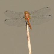 IMG5162.jpg