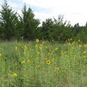IMG5197.jpg