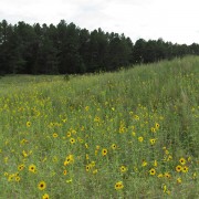 IMG5203.jpg