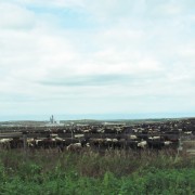 IMG5283.jpg