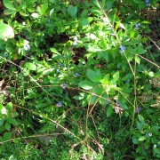 IMG6233.jpg