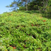 IMG6236.jpg