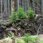 IMG6467.jpg