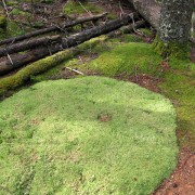 IMG6471.jpg