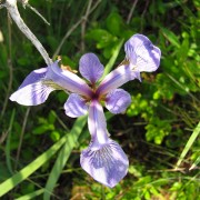 IMG6508.jpg
